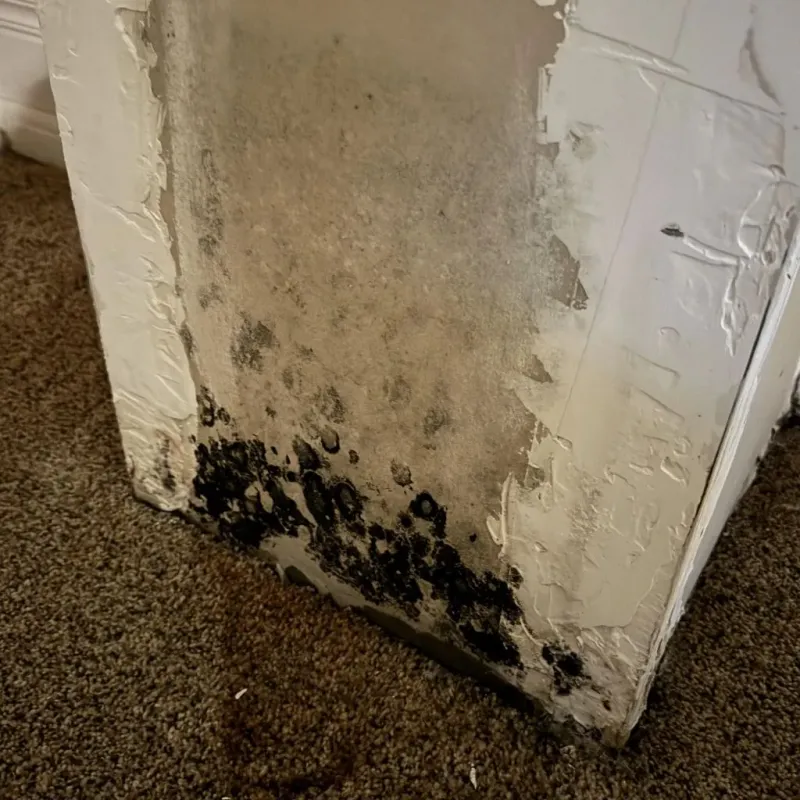 Professional Mold Removal in Glouster, OH
